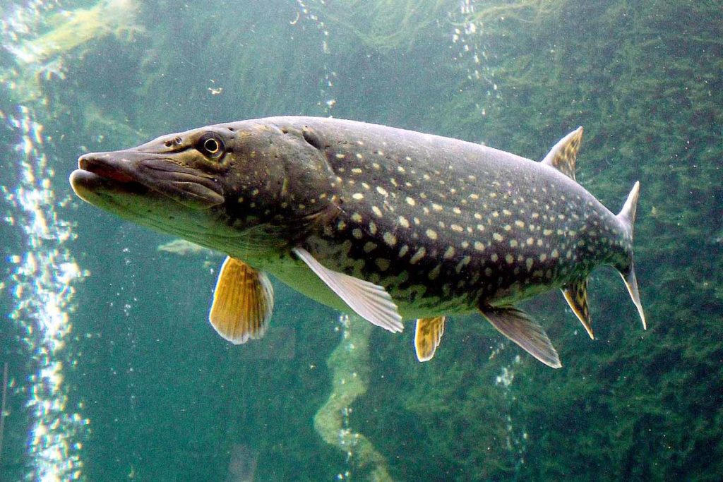 luccio italico pesca al lago