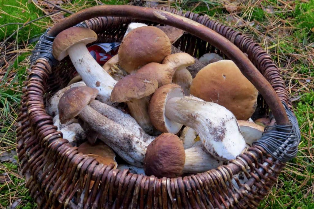 raccolta funghi Valle Brembana
